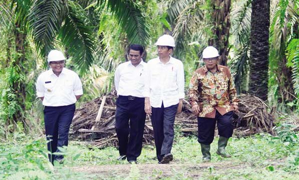 Mentan Pantau Kesiapan `Relaunching` Sawit Rakyat oleh Presiden Jokowi